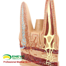 VISCERA17 (12556) Modelo Anatômico Humano de Vilosidades Intestinais Pequenas